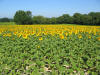 Zonnebloemvelden voor Sandron